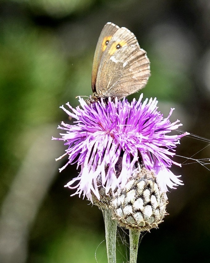 large ringlet